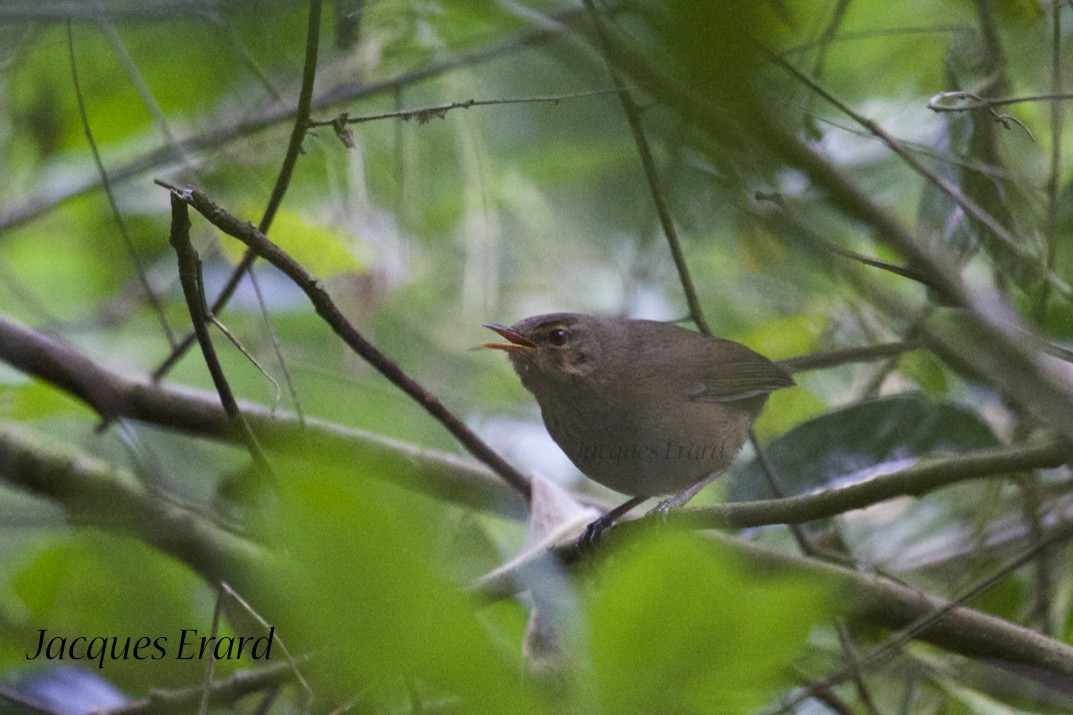 Malagasy Brush-Warbler (Malagasy) - Jacques Erard