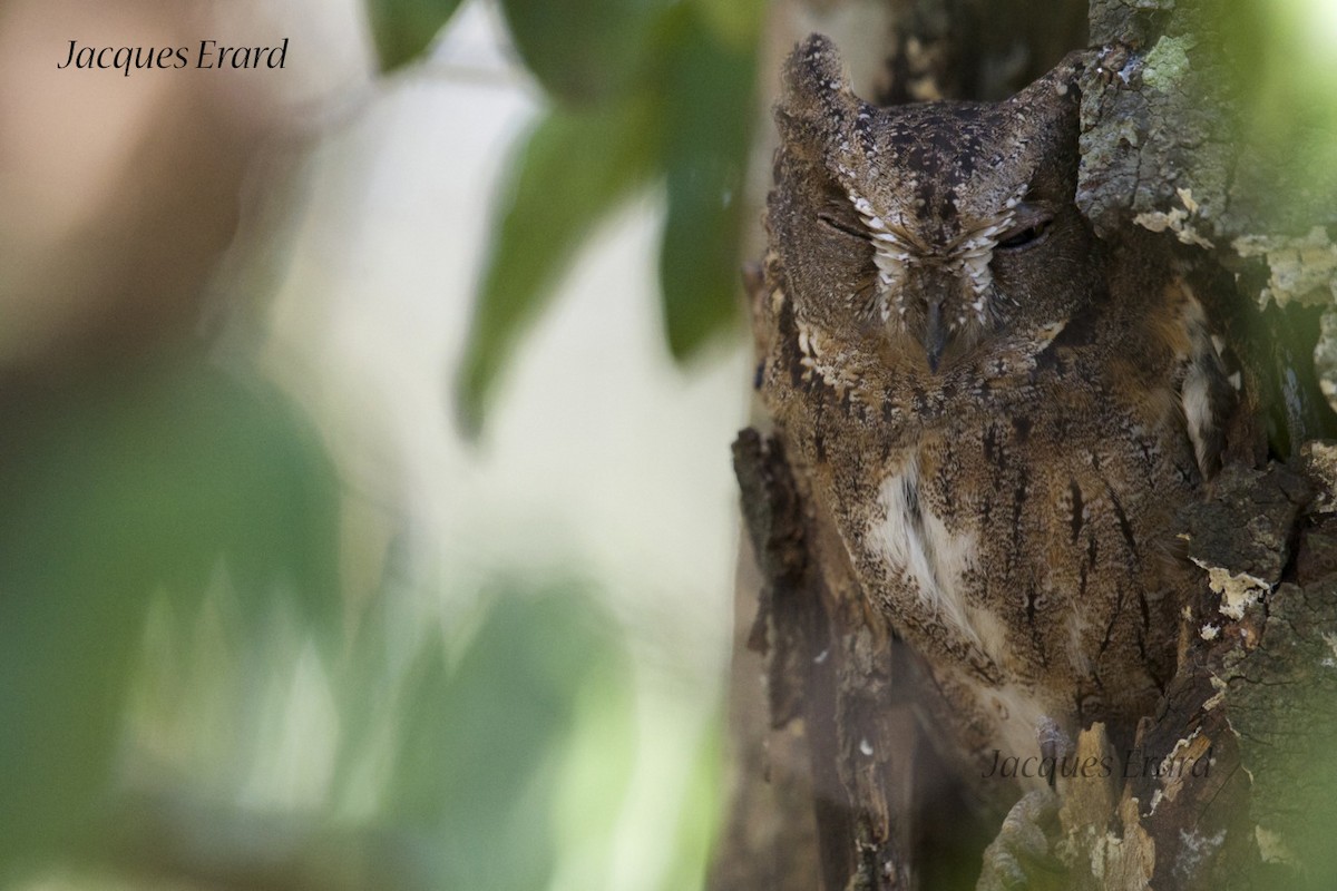 Madagascar Scops-Owl (Torotoroka) - Jacques Erard