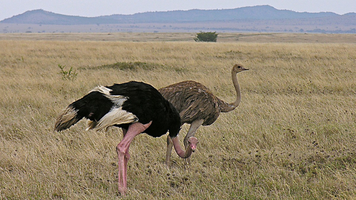 Common Ostrich - Erkki Lehtovirta