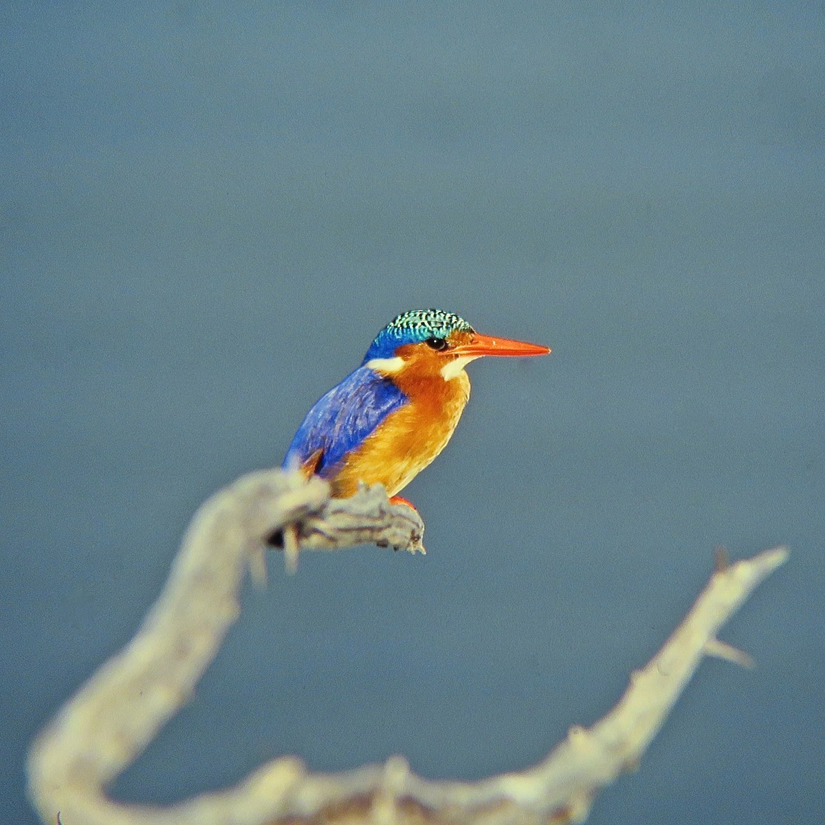 Malachite Kingfisher (Mainland) - Erkki Lehtovirta