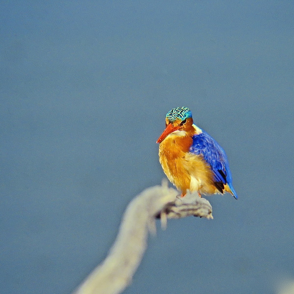 Malachite Kingfisher (Mainland) - ML204511891