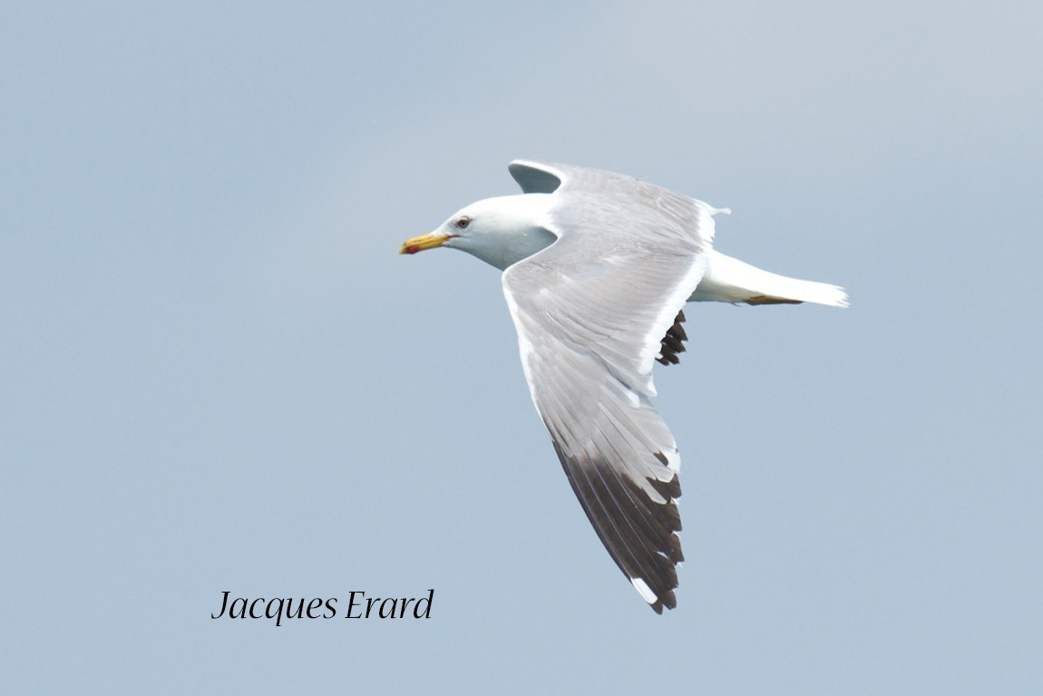 Armenian Gull - Jacques Erard