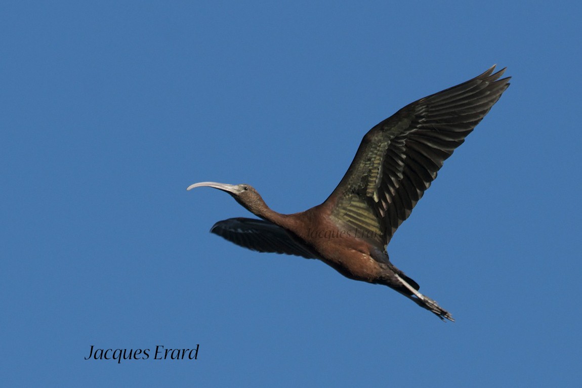 Glossy Ibis - Jacques Erard