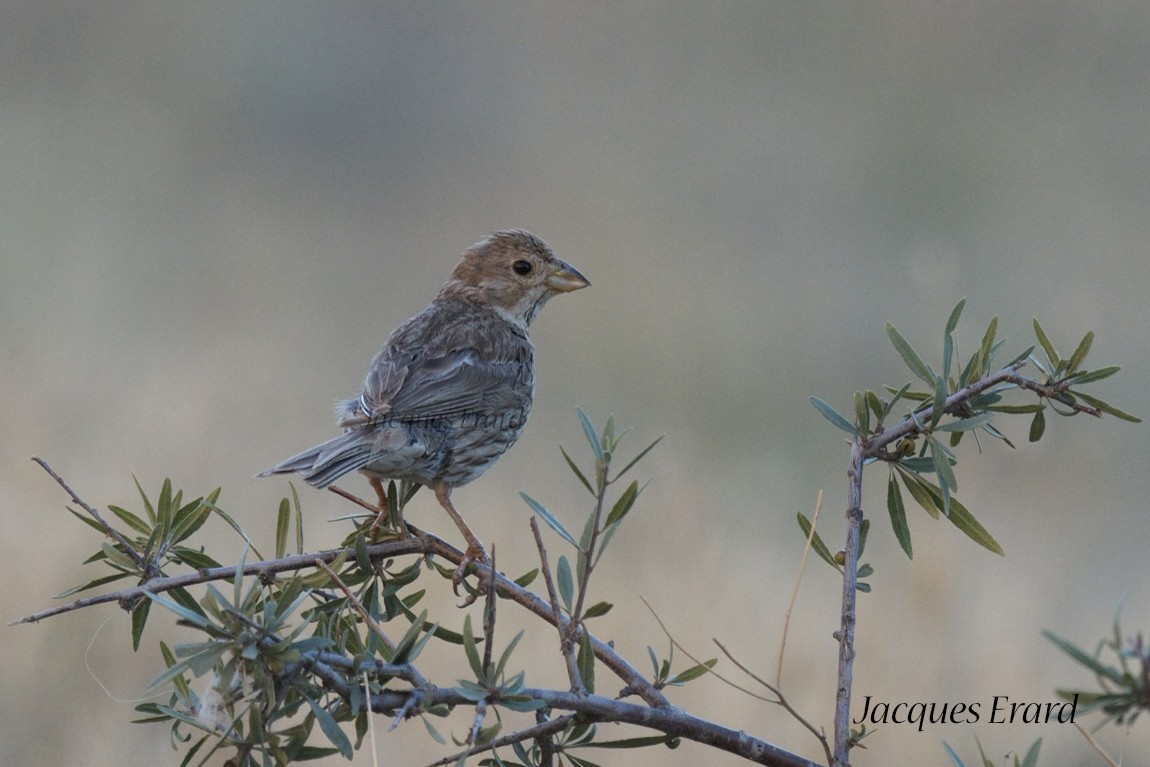 Rock Sparrow - Jacques Erard