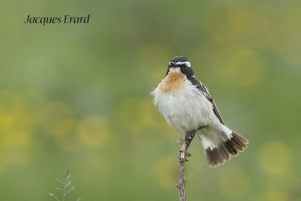 Whinchat - ML204512391