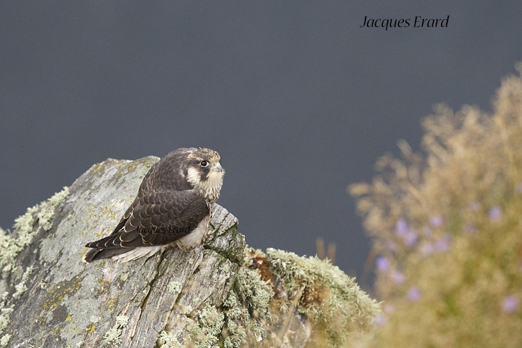 Peregrine Falcon (Tundra) - Jacques Erard