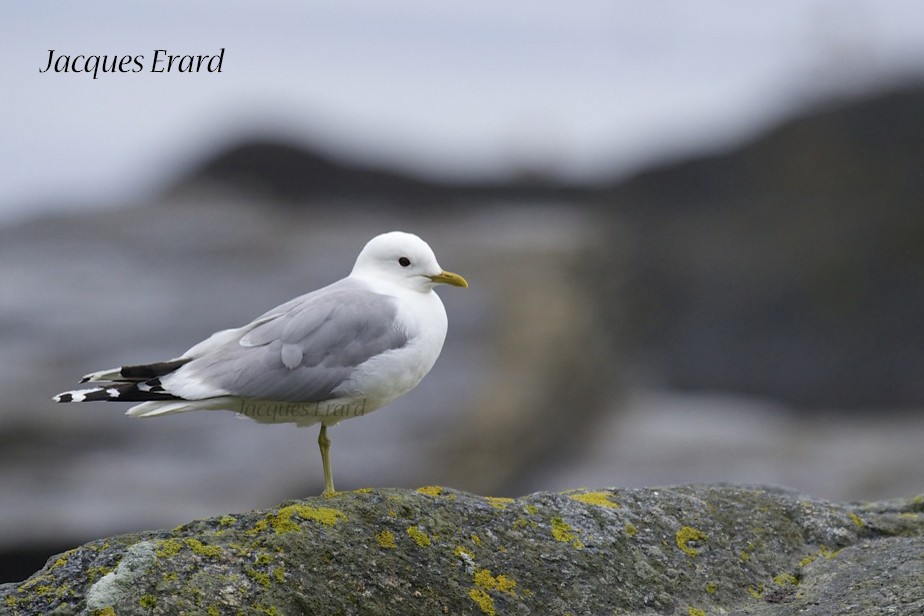 Common Gull (European) - Jacques Erard