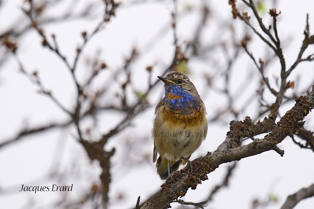 Bluethroat (Red-spotted) - Jacques Erard