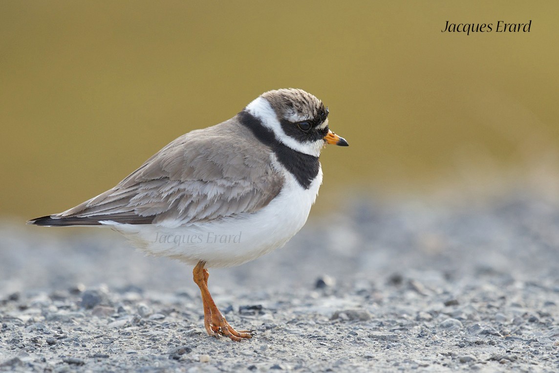 Common Ringed Plover - ML204512611