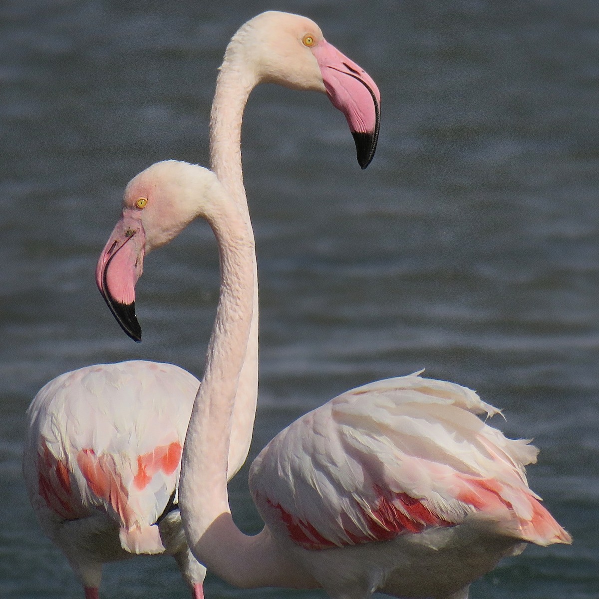 Greater Flamingo - ML204512661