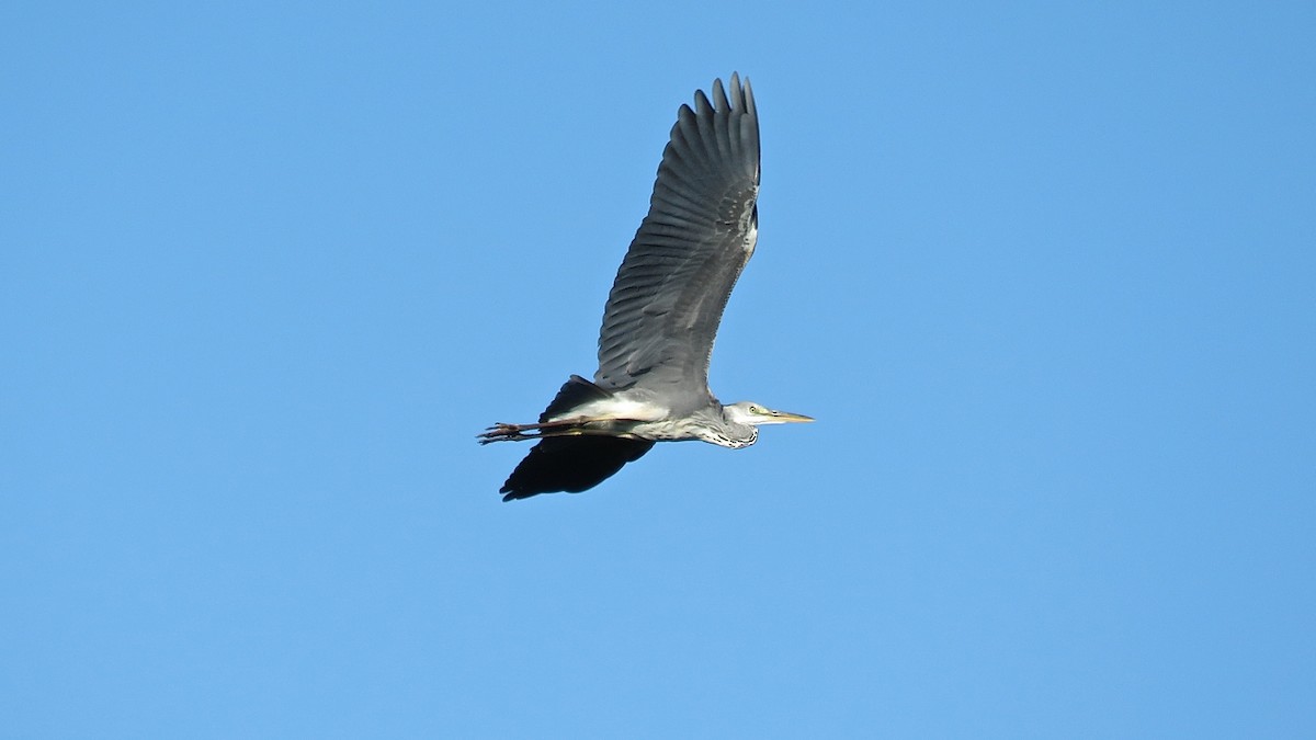 Gray Heron - Erkki Lehtovirta