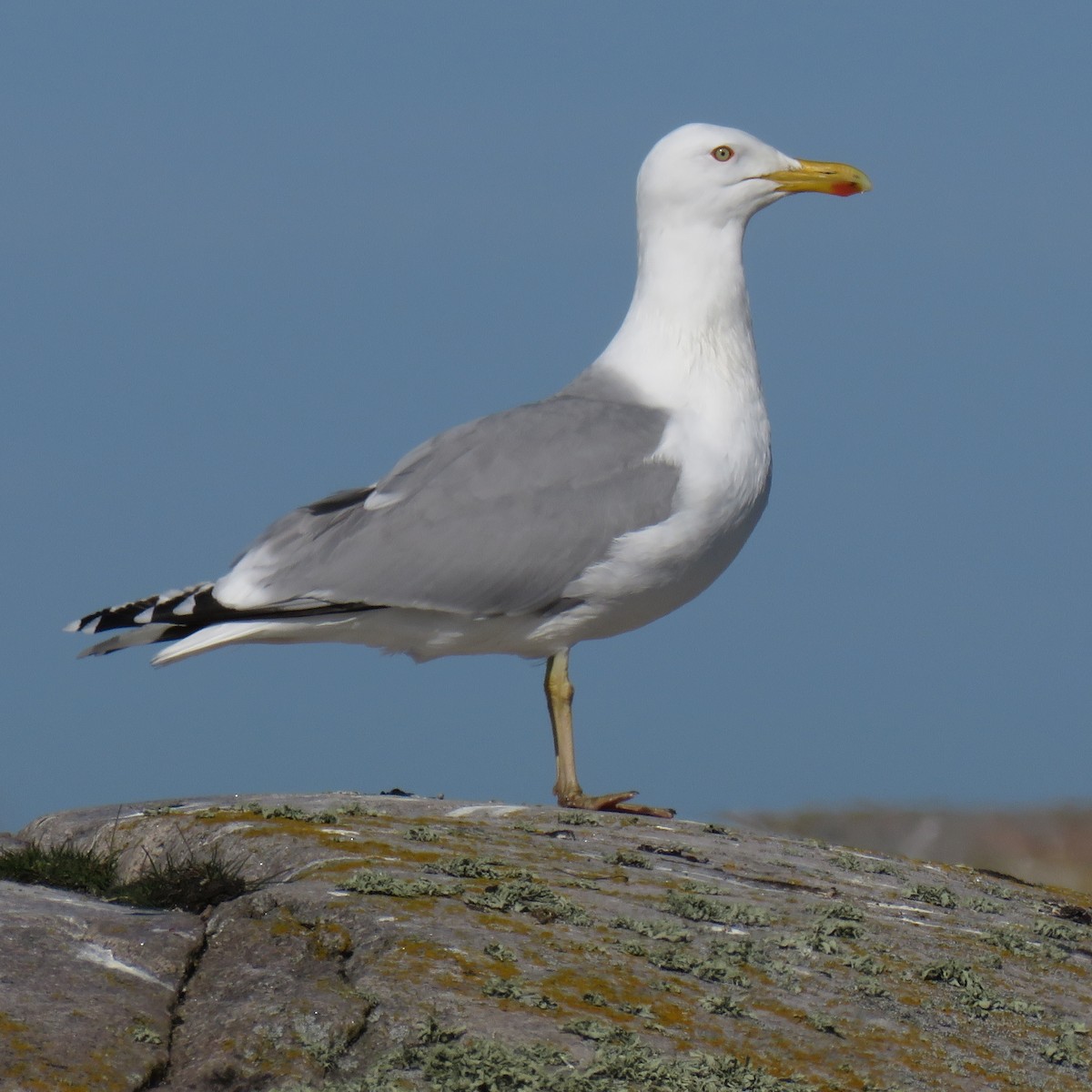 Herring Gull (European) - Erkki Lehtovirta