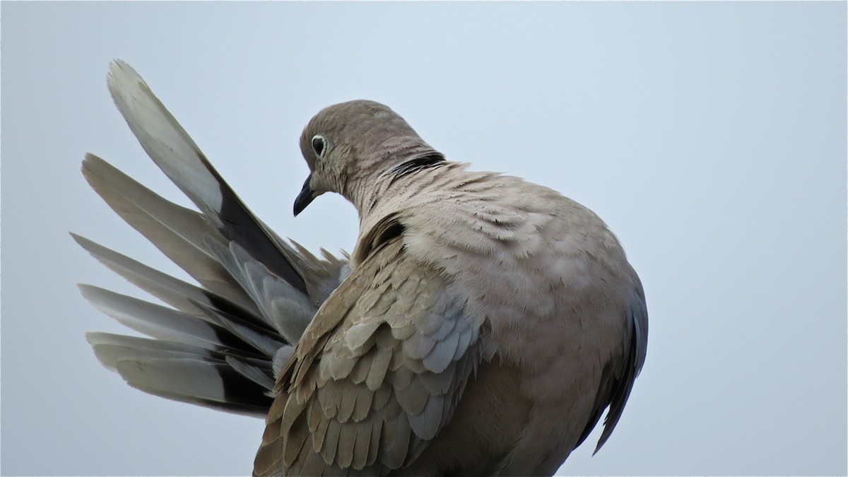 Eurasian Collared-Dove - ML204513521