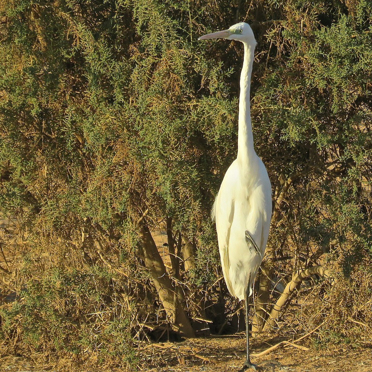 Great Egret (alba) - Erkki Lehtovirta
