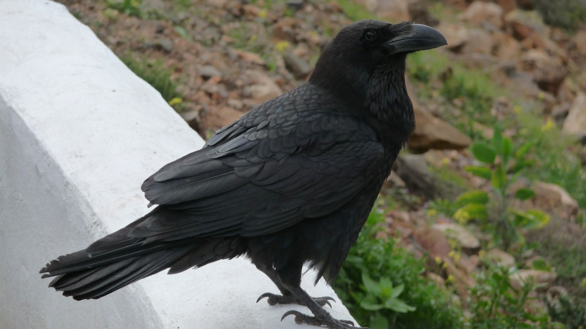 Common Raven - ML204513991