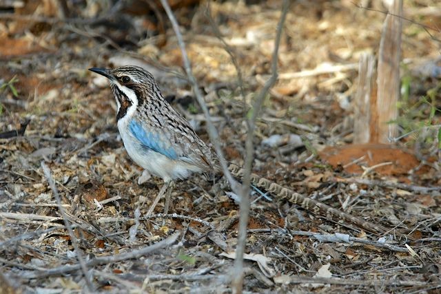 Long-tailed Ground-Roller - Jacques Erard