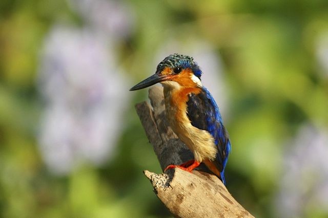 Malagasy Kingfisher - Jacques Erard