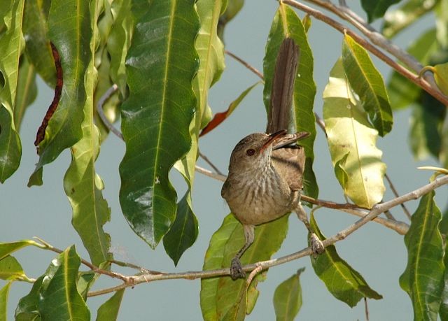 Madagascar Swamp Warbler - Jacques Erard