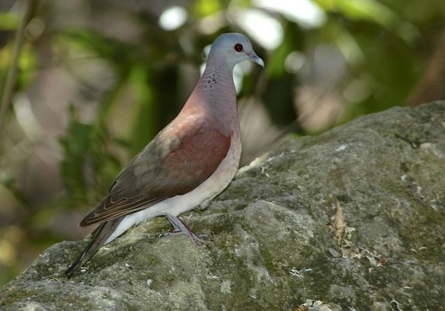 Мадагаскарский голубь - ML204514281