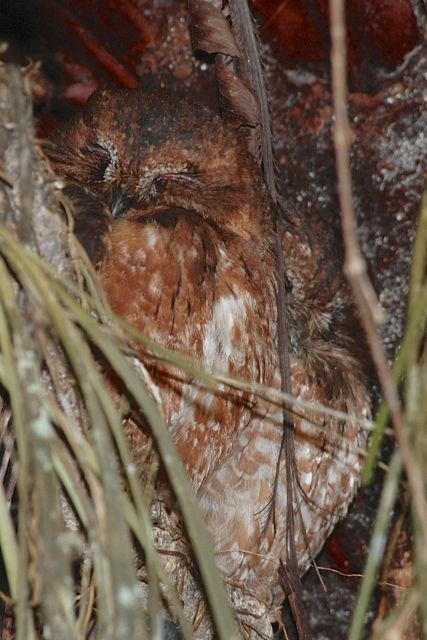 Madagascar Scops-Owl (Rainforest) - ML204514291