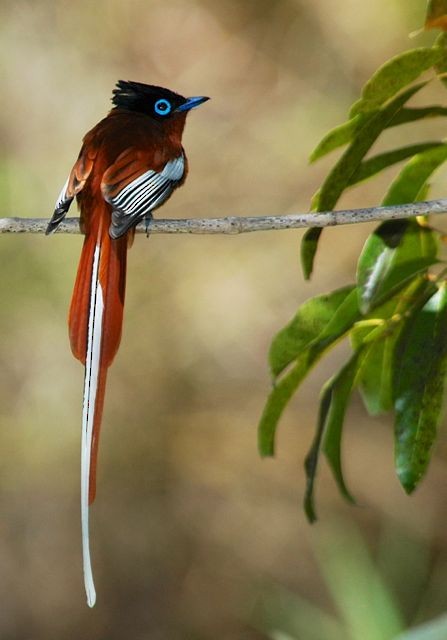 Malagasy Paradise-Flycatcher - Jacques Erard