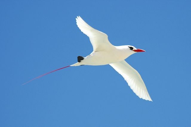 Red-tailed Tropicbird - ML204514401