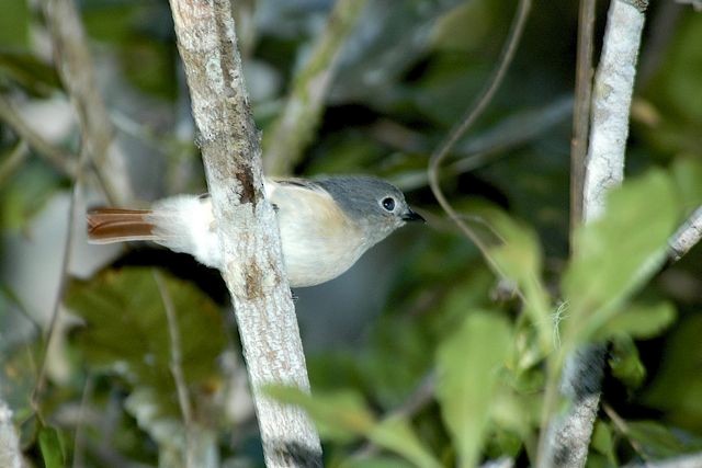 Red-tailed Vanga - Jacques Erard