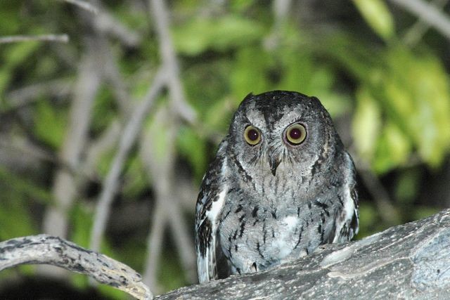 Madagascar Scops-Owl (Torotoroka) - Jacques Erard