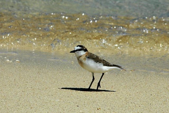 White-fronted Plover - ML204514541