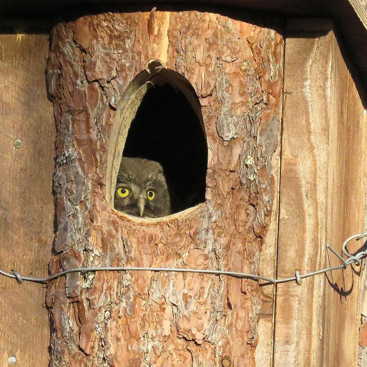 Boreal Owl - Erkki Lehtovirta