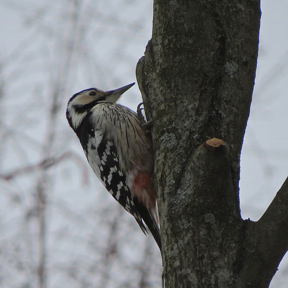 White-backed Woodpecker (White-backed) - ML204515461