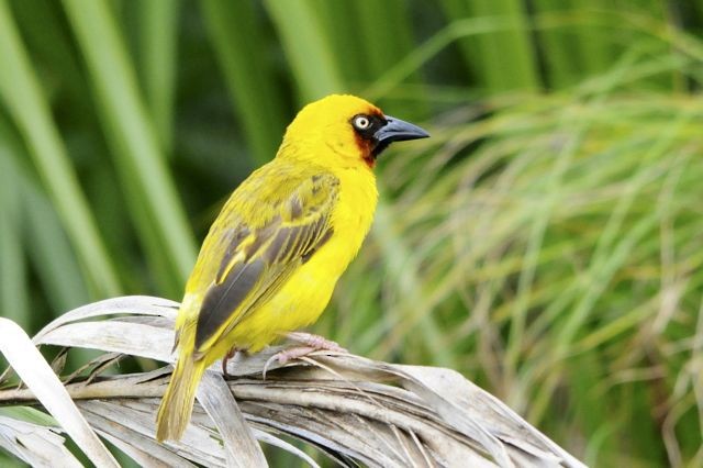 Northern Brown-throated Weaver - Jacques Erard