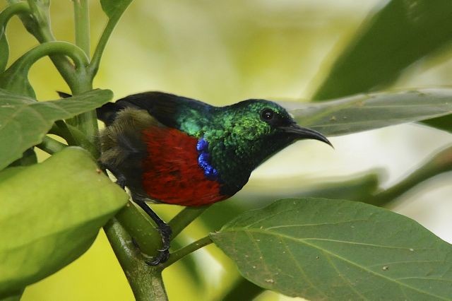 Northern Double-collared Sunbird - Jacques Erard