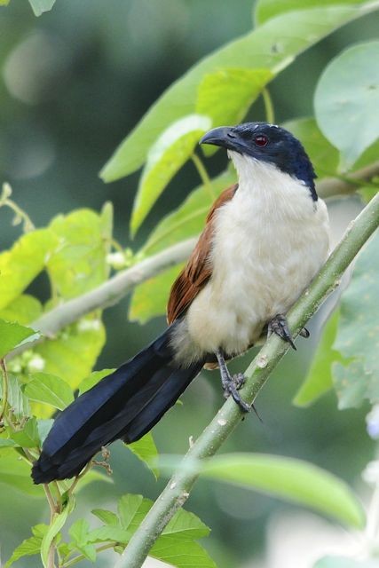 Blue-headed Coucal - Jacques Erard