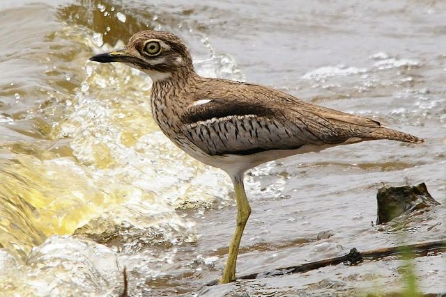 Water Thick-knee - Jacques Erard