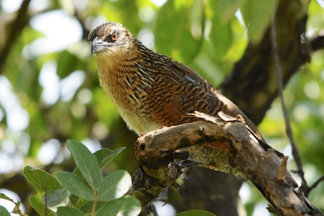 White-browed Coucal - Jacques Erard