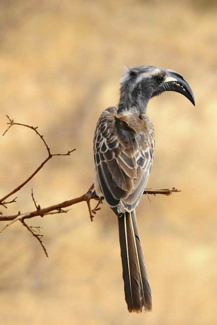African Gray Hornbill - Jacques Erard