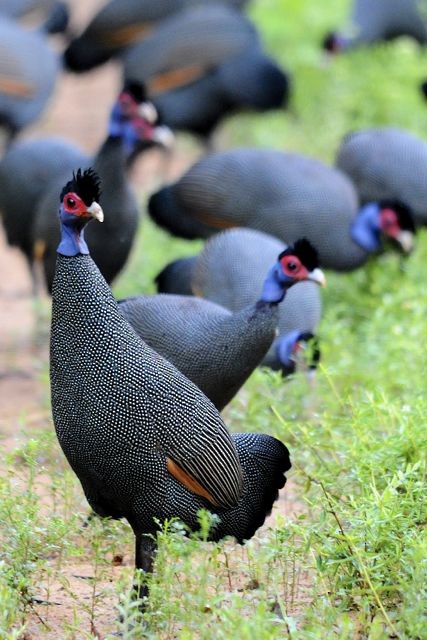 Eastern Crested Guineafowl - Jacques Erard