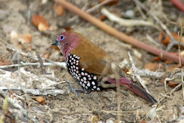 Pink-throated Twinspot - Jacques Erard