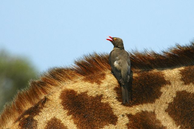 Red-billed Oxpecker - Jacques Erard