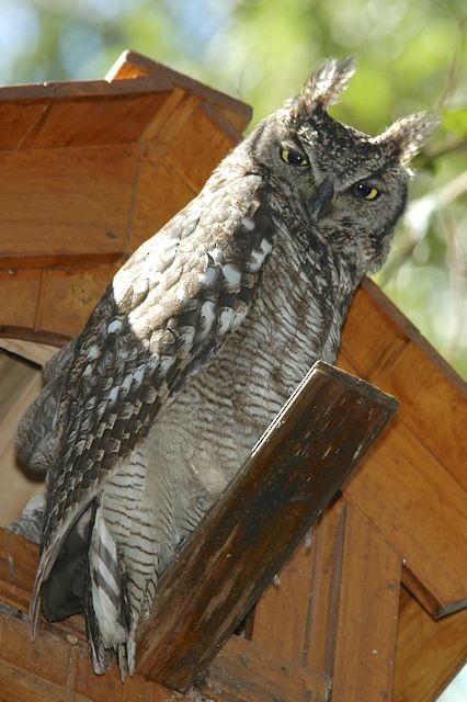 Spotted Eagle-Owl - Jacques Erard