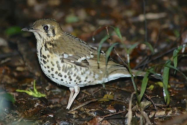 Spotted Ground-Thrush - Jacques Erard