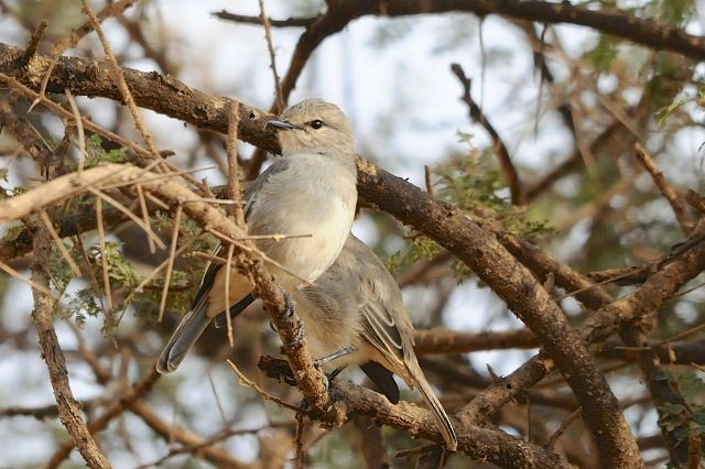 African Gray Flycatcher - Jacques Erard