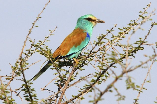 Abyssinian Roller - Jacques Erard