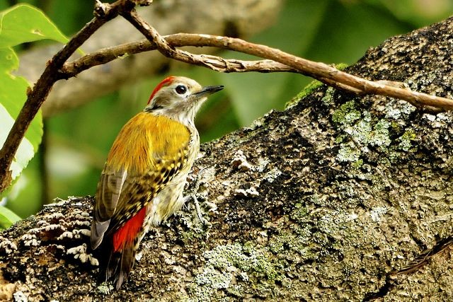 Abyssinian Woodpecker - Jacques Erard