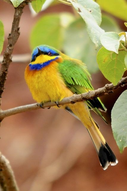 Ethiopian Bee-eater - Jacques Erard