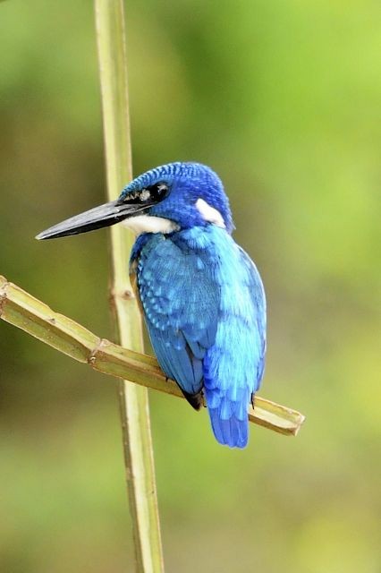 Half-collared Kingfisher - Jacques Erard