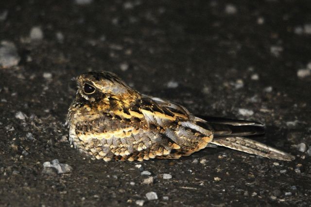 Slender-tailed Nightjar - Jacques Erard