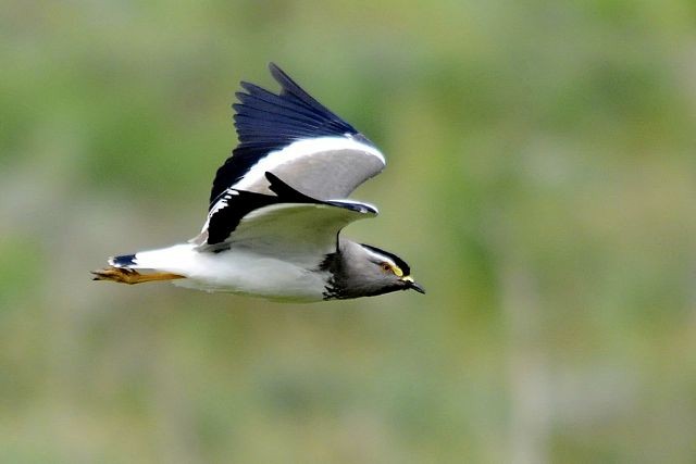 Spot-breasted Lapwing - ML204516831