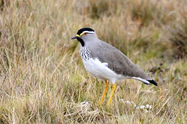 Spot-breasted Lapwing - ML204516841